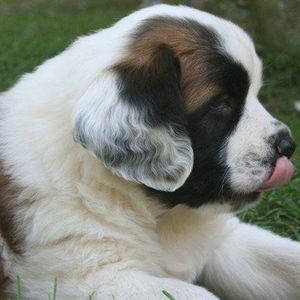 Meet your Posher, Betsy